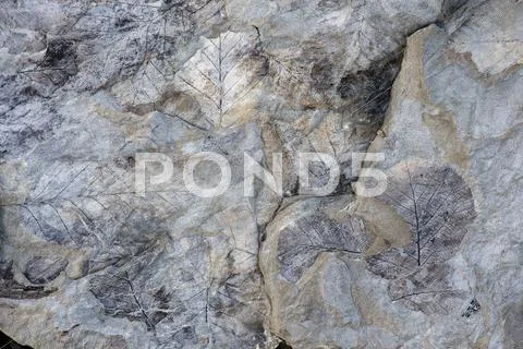 Fossils of deciduous leaves 35 40 million years old found on Longyearbreen Stock Photos
