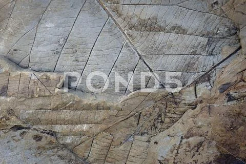 Fossils of deciduous leaves 35 40 million years old found on Longyearbreen Stock Photos