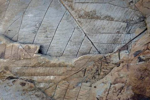Fossils of deciduous leaves 35 40 million years old found on Longyearbreen Stock Photos