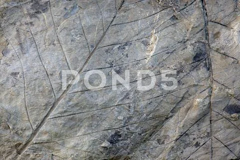 Fossils of deciduous leaves 35 40 million years old found on Longyearbreen Stock Photos