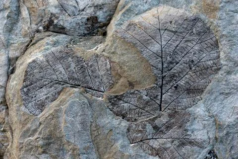 Fossils of deciduous leaves 35 40 million years old found on Longyearbreen Stock Photos