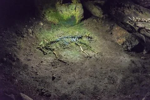 Fossils In A Deep Cave Stock Photos