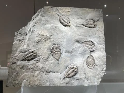 Fossils on display at a museum Stock Photos