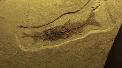 Fossils eating fish Fishbone Backbone stone animals extinct life old Stock Footage 327217298