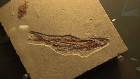Fossils fish Fishbone Backbone stone animals extinct life old CosmoCaixa Stock Footage 327207074