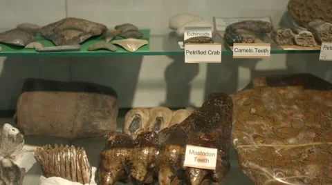 Fossils Pan Stock Footage 51868051