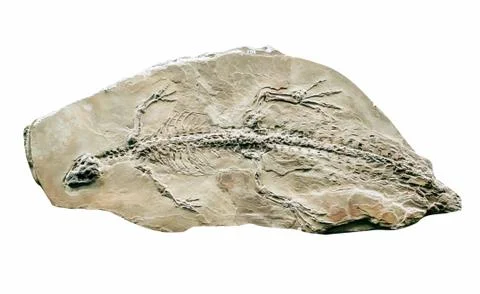 Fossils Stock Photos