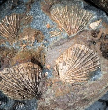Fossils Stock Photos