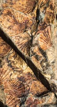 Fossils Stock Photos