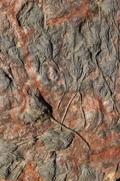 Fossils on rock Stock Photos