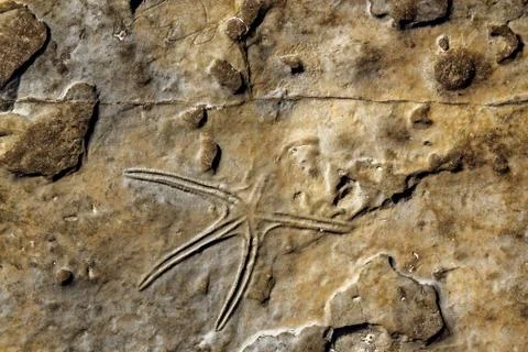 Fossils in Serra de Aire e Candeeiros Stock Photos