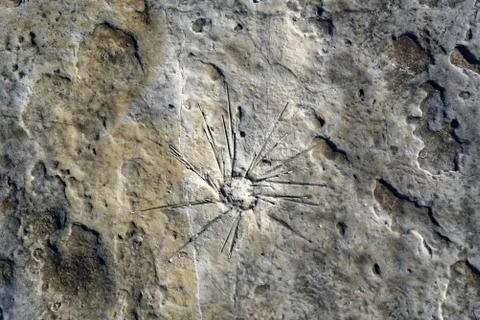 Fossils in Serra de Aire e Candeeiros Stock Photos
