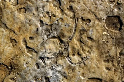 Fossils in Serra de Aire e Candeeiros Foto stock