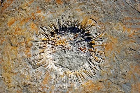 Fossils in Serra de Aire e Candeeiros Stock Photos