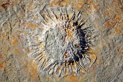 Fossils in Serra de Aire e Candeeiros Stock-Fotos