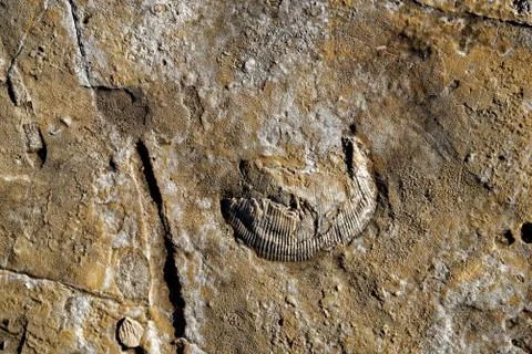 Fossils in Serra de Aire e Candeeiros Stock Photos