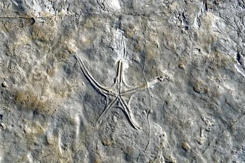 Fossils in Serra de Aire e Candeeiros Stock Photos