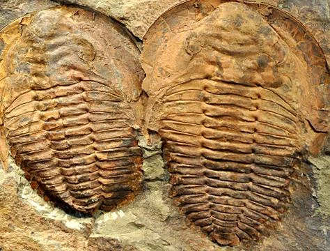 Fossils - trilobite Stock Photos