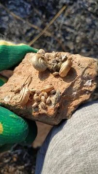 Fossils under the stone Stock Photos