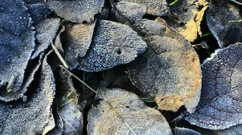 Fosty leaves on the ground Stock Footage 10894425