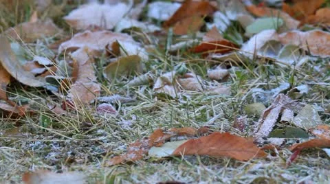 Fosty leaves on the ground. Stock Footage 12671325