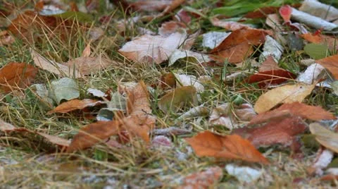 Fosty leaves on the ground. Stock Footage 12671330