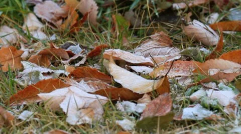 Fosty leaves on the ground. Stock Footage 12671340