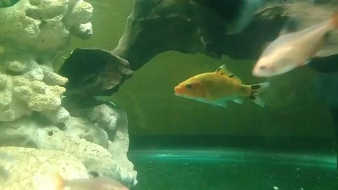 Fotage Atmosphere of Fish in Aquarium Stock Footage 210054893