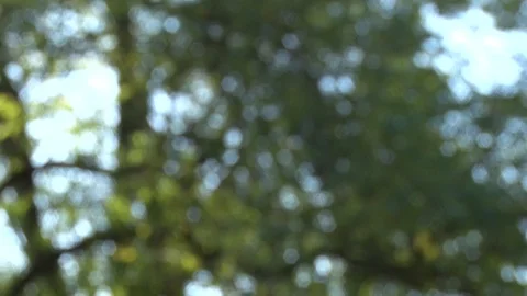 Fotest tree Stockbeeldmateriaal 126084283