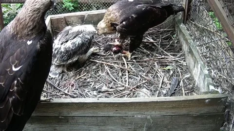 Fother eagle watching who mom and baby eating a mouse Stock Footage 156074877