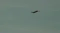 Fouga Magister C airshow flight demonstration HD Footage