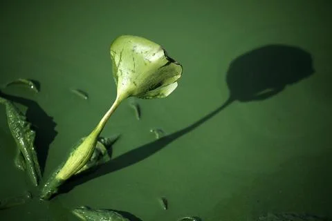 Foul smell attributed to decaying algae in Laguna Lake, Muntinlupa City, Philipp Stock Photos