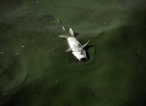 Foul smell attributed to decaying algae in Laguna Lake, Muntinlupa City, Philipp Stock Photos