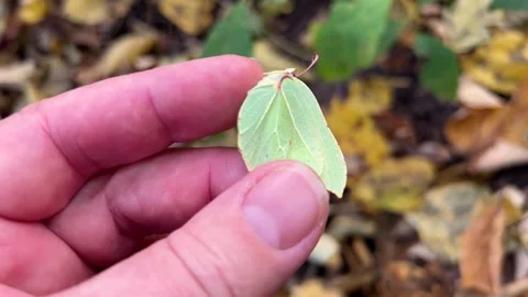 The found brimstone butterfly is carefully placed on an oak leaf. Stock Footage 321153717