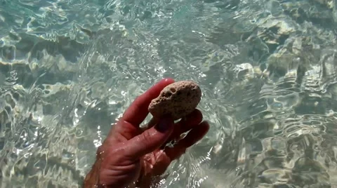 Found Coral at Beach Stock Footage 12133168