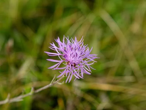 Found a cornflower on the side of the road Stock Photos