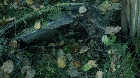 Found a German bayonet. echoes of war. found weapons. military knife Stock Footage 86521741