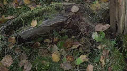 Found a German bayonet. echoes of war. found weapons. military knife Stock Footage 86521974