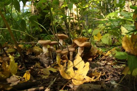 Found mushrooms in the forest Stock Photos