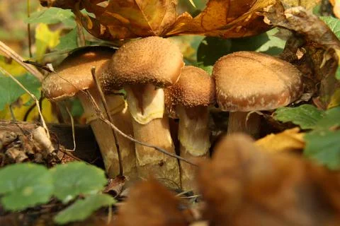 Found mushrooms in the forest Stock Photos
