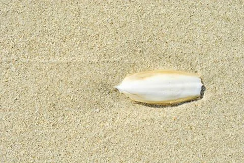Found, natural Cuttlefish bone aka cuttlebone Stock Photos