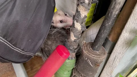 Found an opossum in the shed Stock Footage 180508559