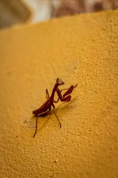 Found this Prey Mantis watching whilst in the back Stock Photos