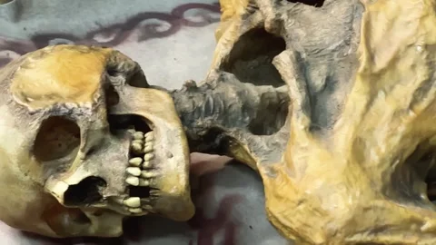 Found skeleton of ancient man mummy. Museum of archeology and ethnography. Stock Footage 310878861