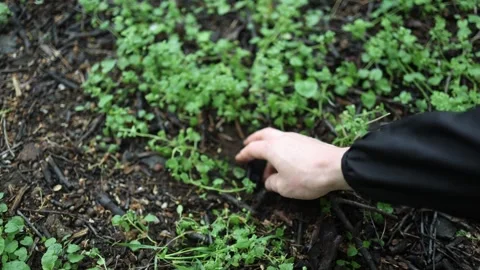 Found USB flash drive in dirt hand picking up memory stick from ground lost data Video stock 307142862