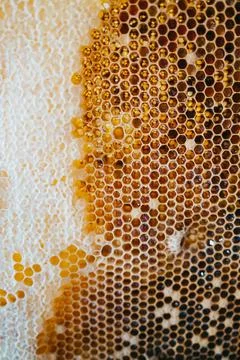 Foundation with sealed brood of future bees and honeycomb with honey. apiary Fotos de archivo