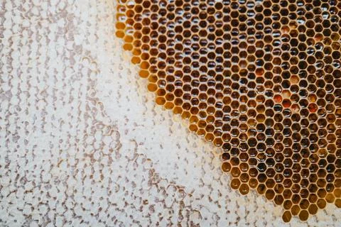 Foundation with sealed brood of future bees and honeycomb with honey. apiary Fotos de archivo