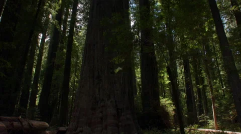 Founders redwood tree Stock Footage 45811987