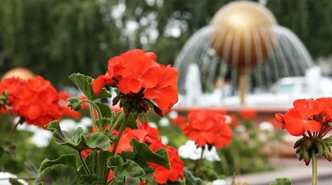 Fountain 021 Video stock 8665121