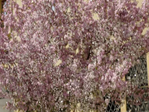 Fountain and blooming tree in background. Small flying water drops. 库存影片 75792807